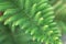 Pine Araucaria heterophylla green leaves background