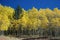 A Pine in the Aspens - How to Stand out in the Cro