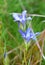 Pine Barrens Gentians