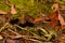 Pine Barrens Treefrog