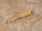 Pine Beetle Grub