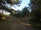 Pine and birch forest, a crossroads in the forest autumn tree shadows