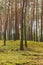 Pine-birch forest in early autumn