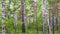 Pine-birch forest. Withered long branches of large pine in the foreground among young birches and pines.