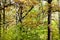 pine, birch and oak trees in forest in autumn