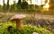 Pine Bolete in moss at forest in sunny rays. White Mushroom Fungal Mycelium in wildlife. Edible Big Boletus mushrooms at woodland