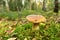 Pine Bolete in moss at forest in sunny rays. White Mushroom Fungal Mycelium in wildlife. Edible Big Boletus mushrooms at woodland