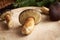 Pine boletes on a table - wild edible mushrooms