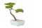 Pine bonsai.3D illustration.