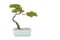 Pine bonsai.3D illustration.