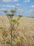 Pine borscht in the rye field