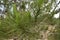 Pine branch closeup endemic in Larnaca Cyprus