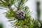 Pine branch with cones close up. flowering time