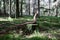 Pine branch in the form of a snake lies on a stump against the background of trees, landscape