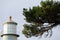 Pine branch with Grays Harbor Lighthouse in background