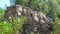 Pine branch with green needles sways in the wind on a background of beautiful rock.