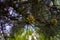 Pine branch with long needles and the formation of new green young cones in spring in the forest close up