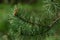 Pine branch with raindrops on green background. Christmas pine tree, fir. Natural beauty landscape, macro photography. Pine needle