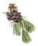 Pine branch with resinous cones. banner, pine with cones on a white , natural cosmetics concept. isolated