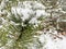 Pine branch in the snow covered, outdoor, first snow