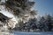 Pine branch in snowy frost on snowy forest background. Close-up