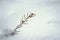 Pine branch stick out from big snow