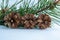 A pine branch with three cones is isolated on a white background. The concept of the New year and Christmas