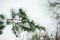 Pine branch under snow