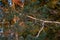 A pine branch in winter country side forest