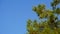 pine branches against the sky