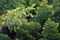 pine branches on blurred background