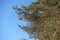 Pine branches bottom view. Against the blue sky