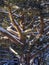 Pine branches are covered with snow and are illuminated by the sun. The powerful strong trunk and thick branches of the tree.