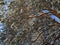 Pine branches extend from the trunk. There is snow on the branches and pine needles. The sun illuminates the tree.