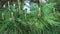 Pine branches with inflorescences close-up