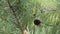 Pine branches with needles and cones sway in the wind