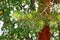 Pine branches in raindrops in forest