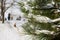 Pine branches with snow. People having fun ride with winter. Trendy selective focus with shallow depth of field.