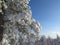 Pine branches in the snow, winter scenic closeup photo