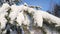 Pine branches under the snow. Wildlife, frost, winter.