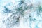 Pine branches in white snow and frost. Christmas artistic blue image. New Year background