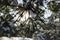 Pine branches in the winter forest. close-up. The sun breaks through the pine needles. Winter background bokeh