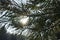 Pine branches in the winter forest. Winter background bokeh. The sun breaks through the pine needles. Winter background bokeh. clo