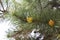 Pine branches with yellow pollen, pine blossom