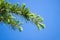 Pine branches with young pine needles