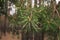 Pine buds in the spring. Bloomed pine branches. Young pine cone