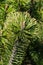 Pine buds and twig. Young green sprouts of pine