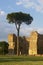 Pine in caracalla baths