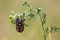 Pine Chafer, Polyphylla fullo