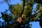 Pine, commonly denominated the eastern white pine, northern white pine, white pine,